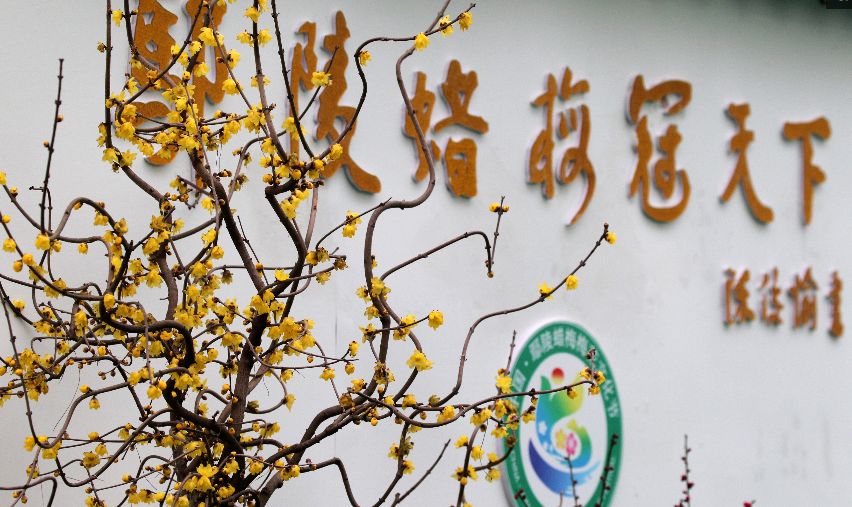 许昌鄢陵腊梅,许昌蜡梅