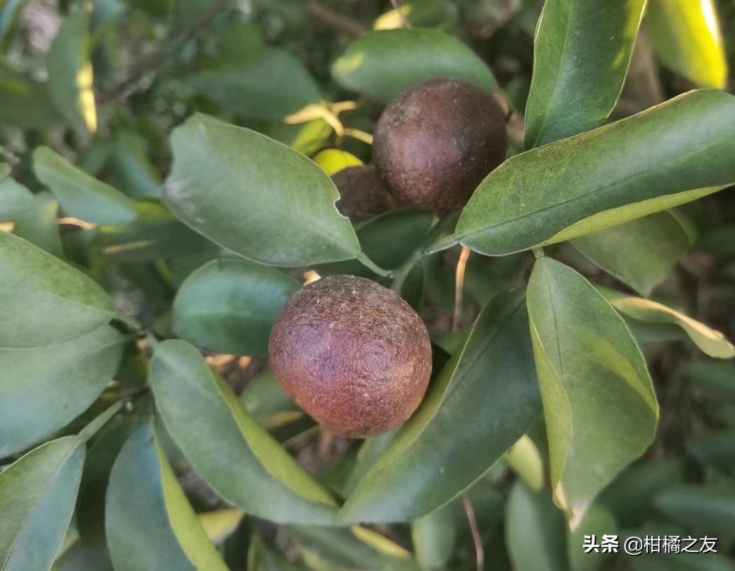 发现柑橘锈壁虱果发黑还有补救吗,柑橘锈壁虱用什么药剂防治效果好