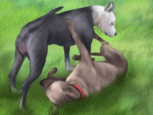 狗狗发情不用慌,这几点,铲屎官一定要做好