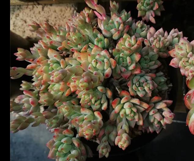 多肉养出状态来有多美？这102种多肉控养上色之后美呆了