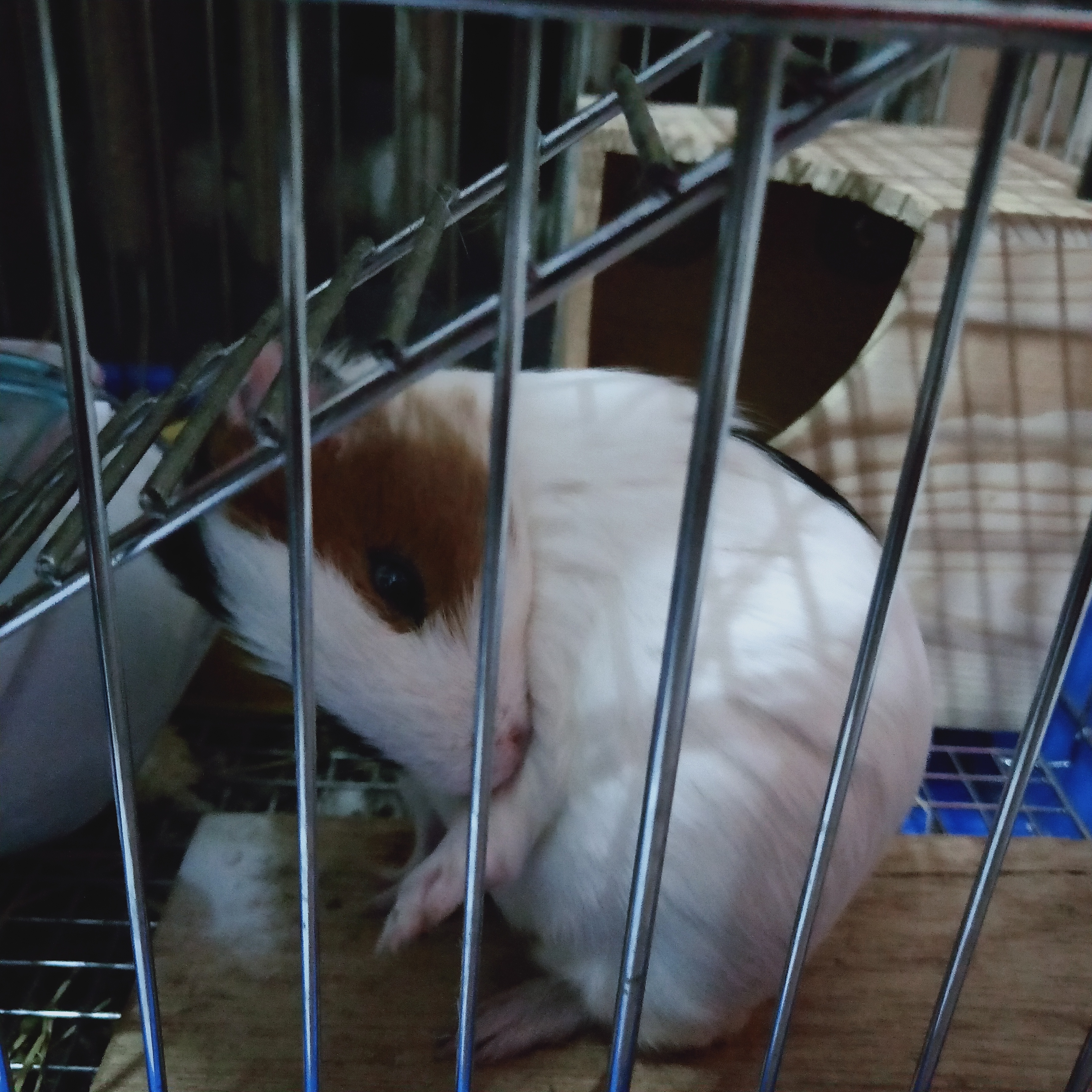 荷兰鼠和荷兰猪的区别图片,荷兰鼠和荷兰猪的区别