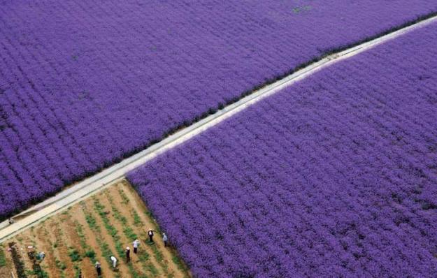 苗木产业，肥西高质量发展的最美底色——写在2020合肥苗木交易花卉交易大会开幕之际