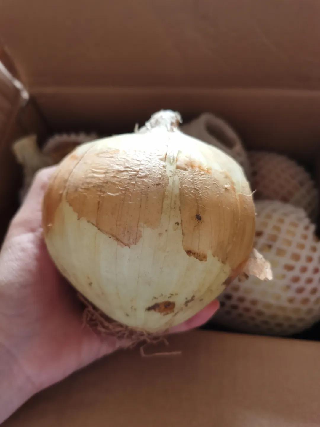 “太大了,立马下锅!”元谋出口级黄皮洋葱已到货,25万吨滞销洋葱等你来拼单!