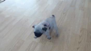 新买的小狗狗不吃怎么办,刚领养的小狗不吃不喝怎么办