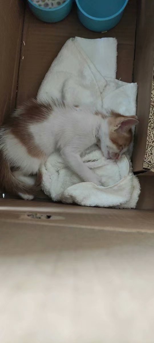 治疗猫瘟的处方,猫瘟在家怎么治疗