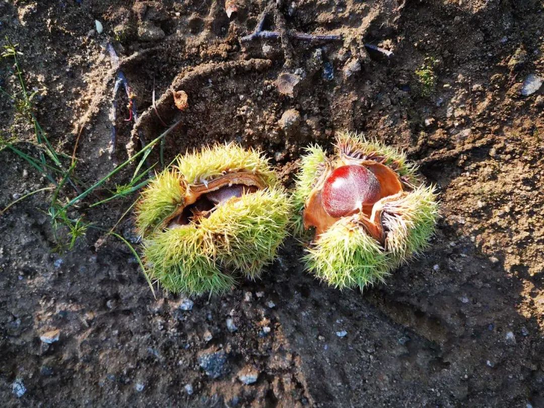 北京怀柔县板栗,怀柔板栗图片及价格