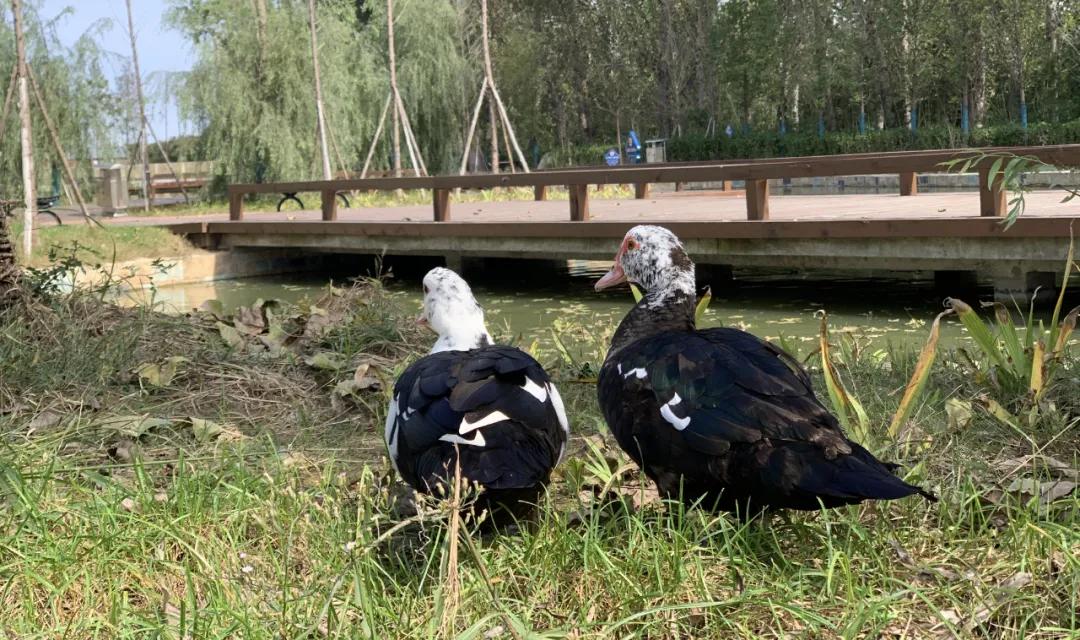 百年老院发新芽！市属医院北扩填空白，郑州市三院北院区开诊