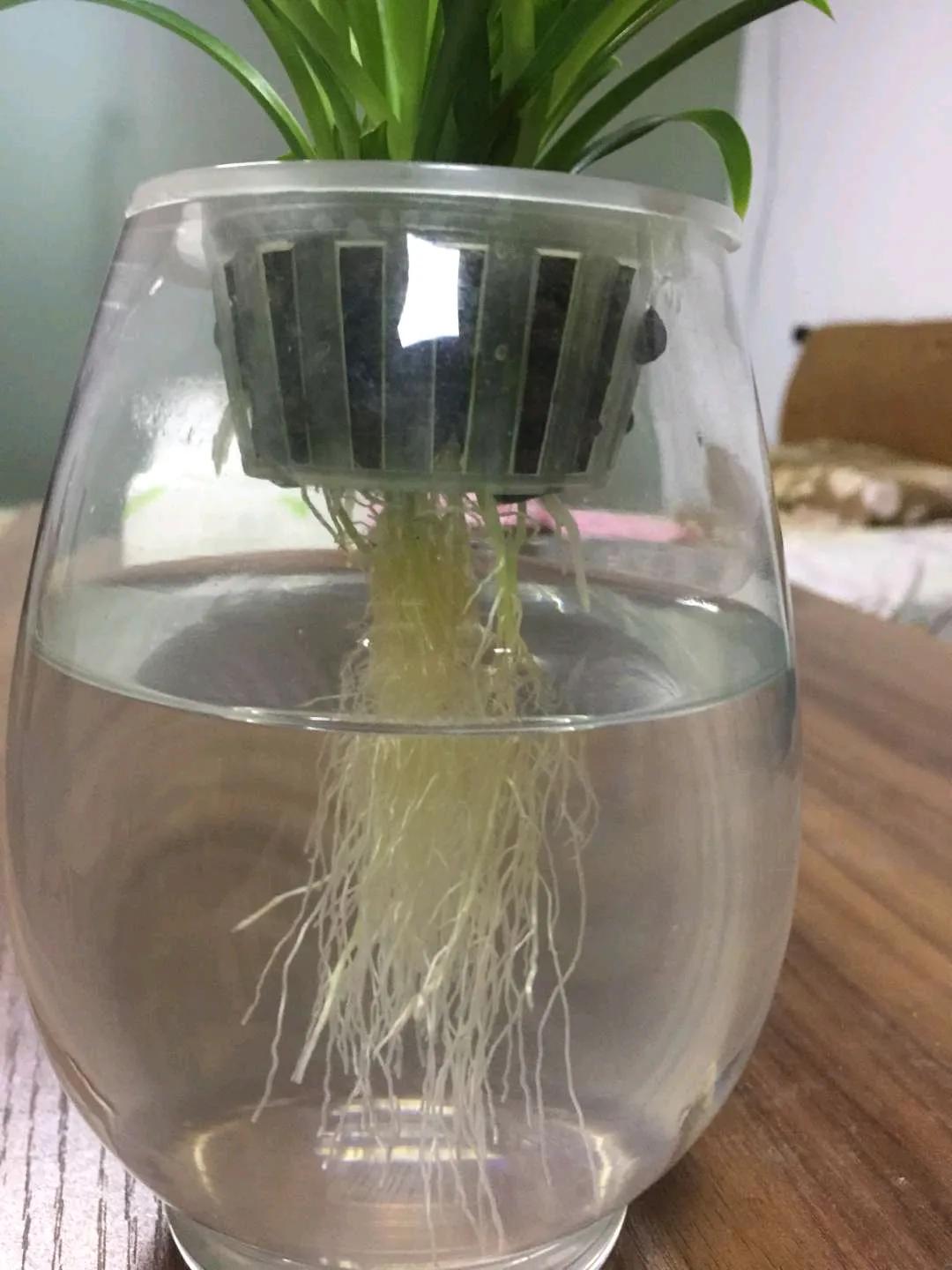 水培富贵竹有黄叶怎么办,水培龟背竹根臭了怎么办