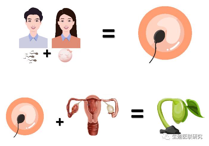 认识宫腔镜,了解子宫内膜