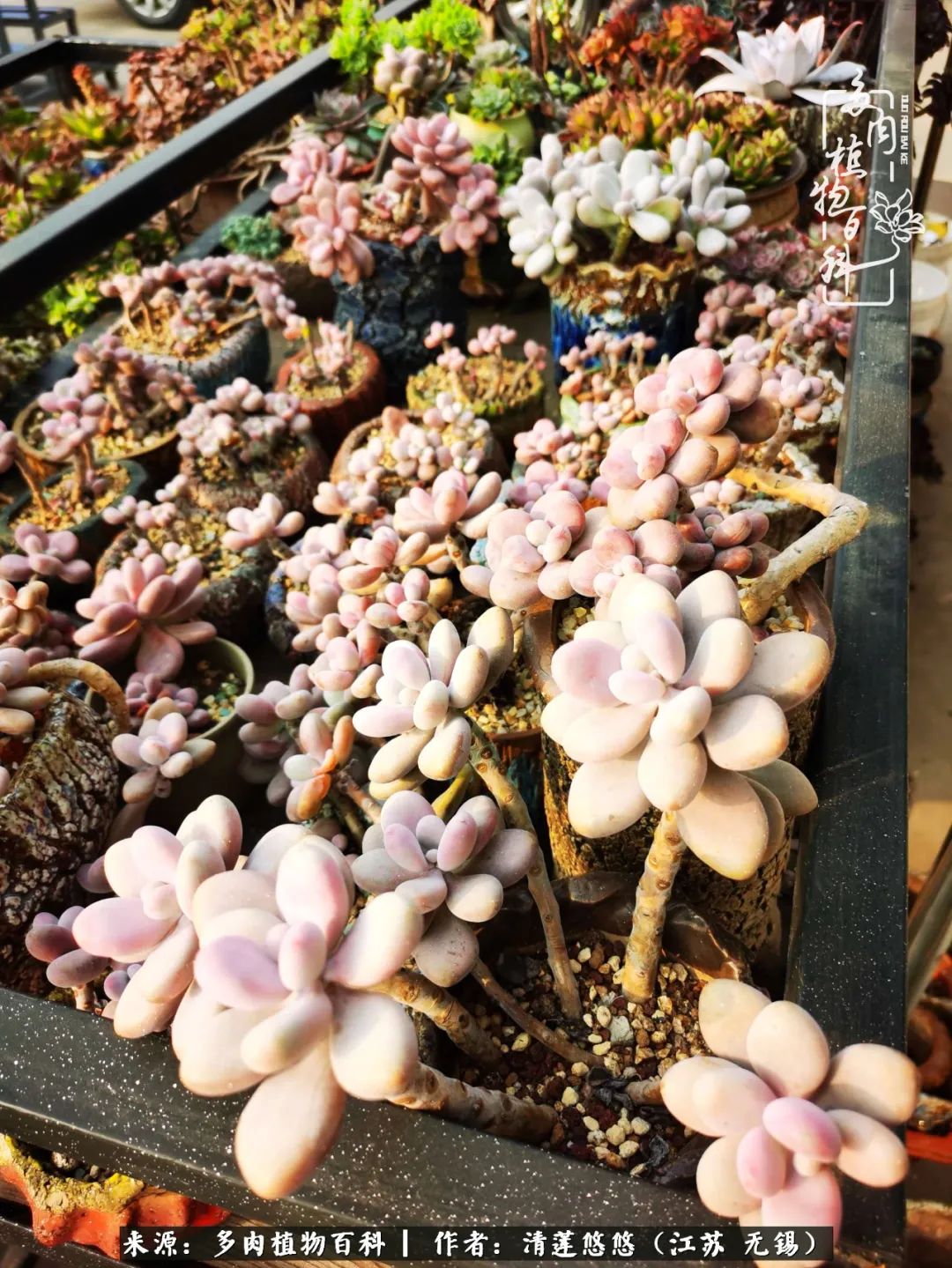 可爱多肉的露脸照,多肉大合照视频