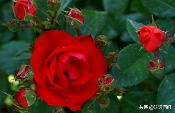 中国月季红色浓香,13种中国红月季让你美个爆