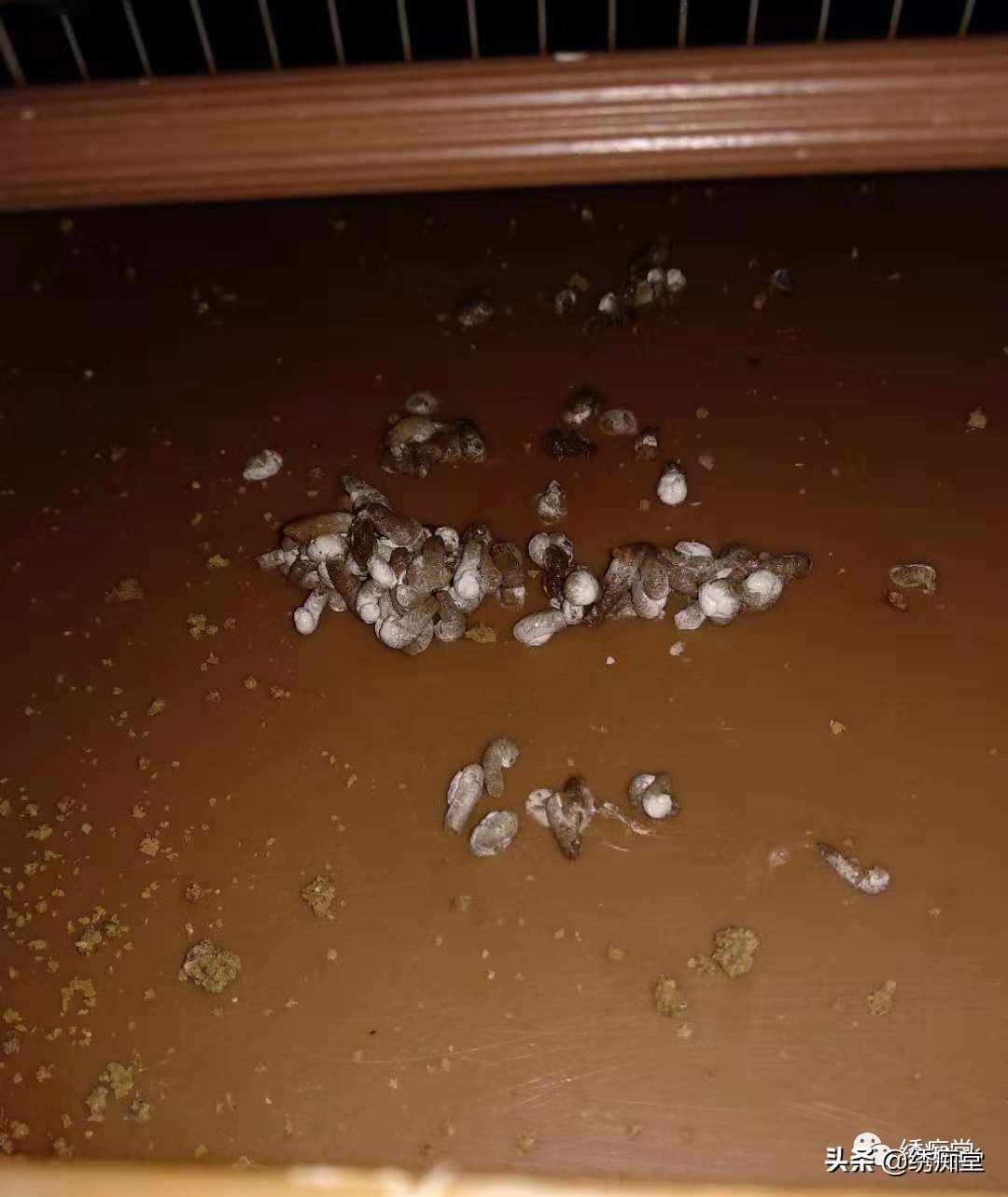 一品绣娘小说阅读,一品绣痴