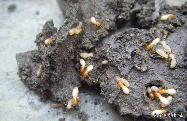 土人参根多少钱一斤,埋在地下的人参