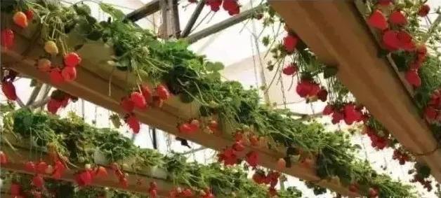 物联网水肥一体化以色列,菜吧家庭农场运营