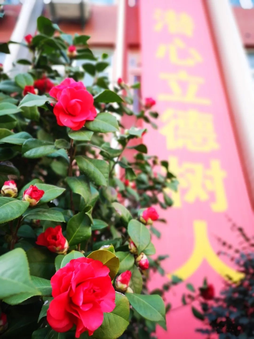 武汉市十大美丽中学,武汉十大美丽学校