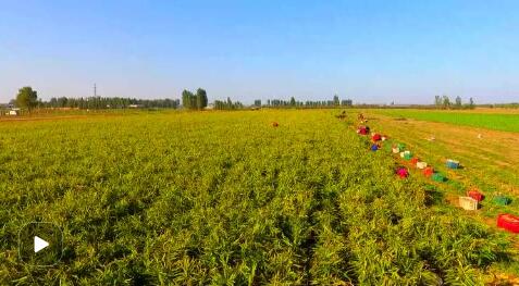 高端媒体看磁县,高端媒体看邢台新华社