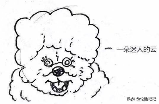 关于狗狗的几大特点你了解多少,各种狗狗的生活习性介绍