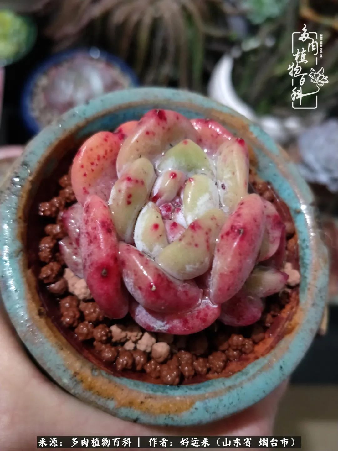 世上怎么会有这么可爱的生物,这世上怎么会有那么可爱的小可爱