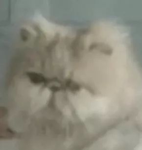 猫的内在品质,猫的本质就是嫌弃主人