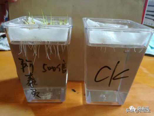 水稻苗床最怕的一种病害立枯病,水稻育秧病害防治