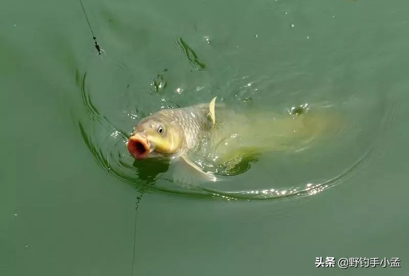 小鱼闹窝大鱼是不是不会来,小鱼闹窝大鱼不来