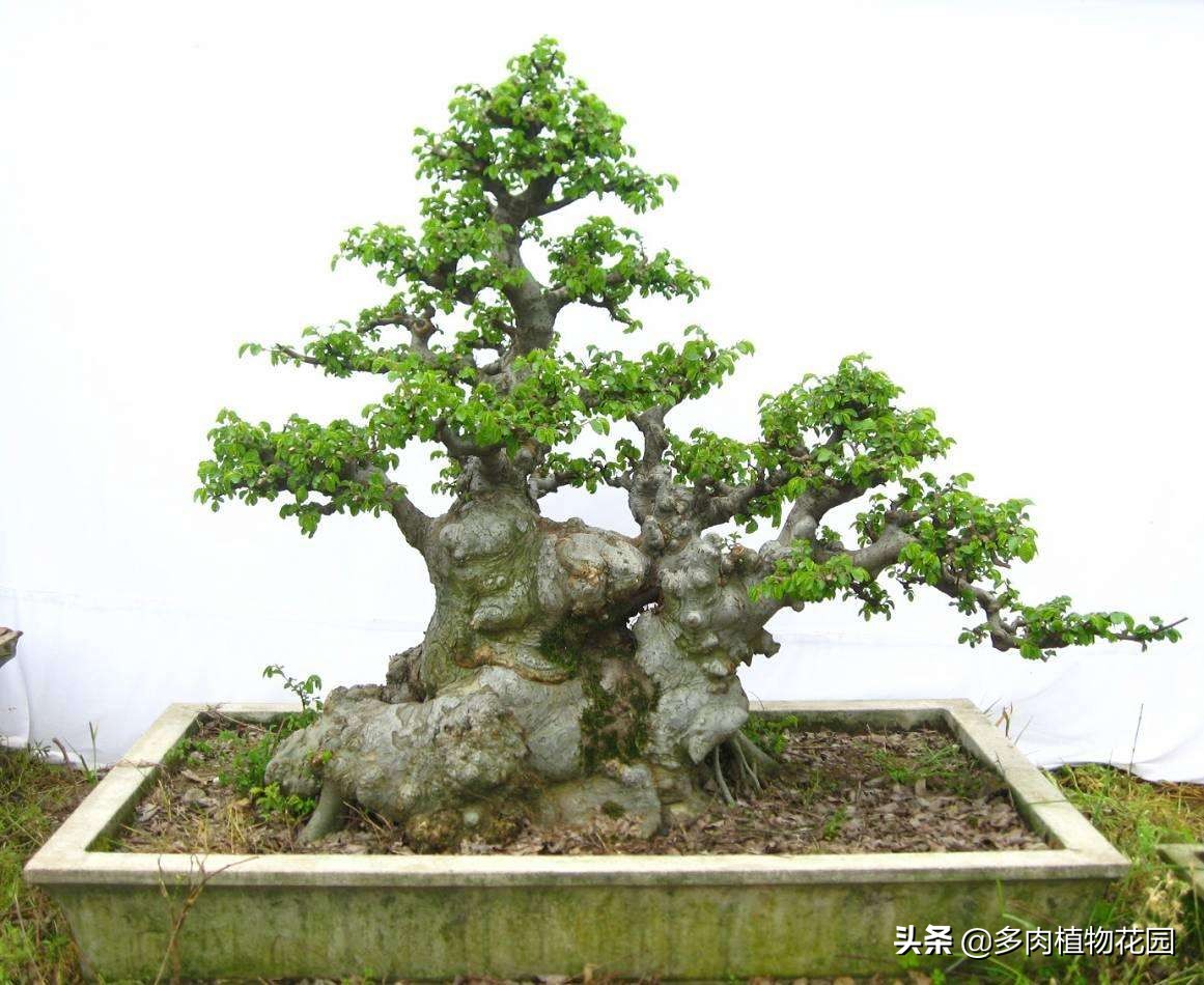 榕树如何养护才能旺盛,榕树叶片怎么养才能绿