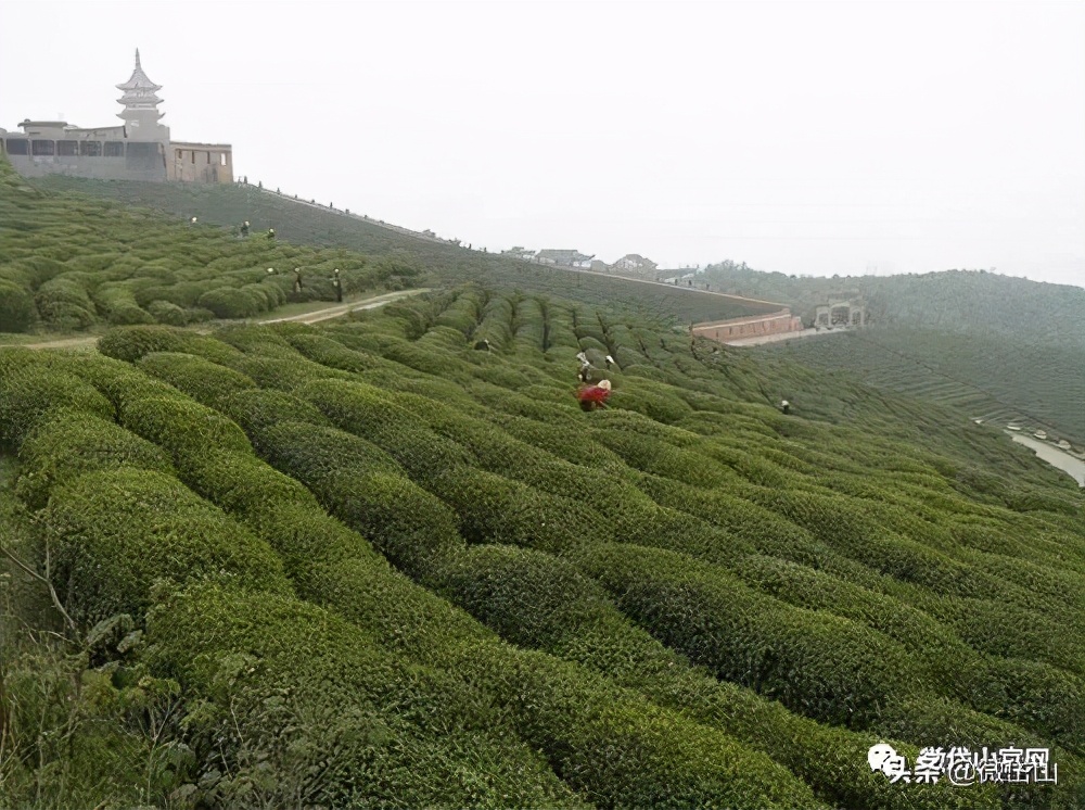 你好，我叫岱山，这是我的最新简历