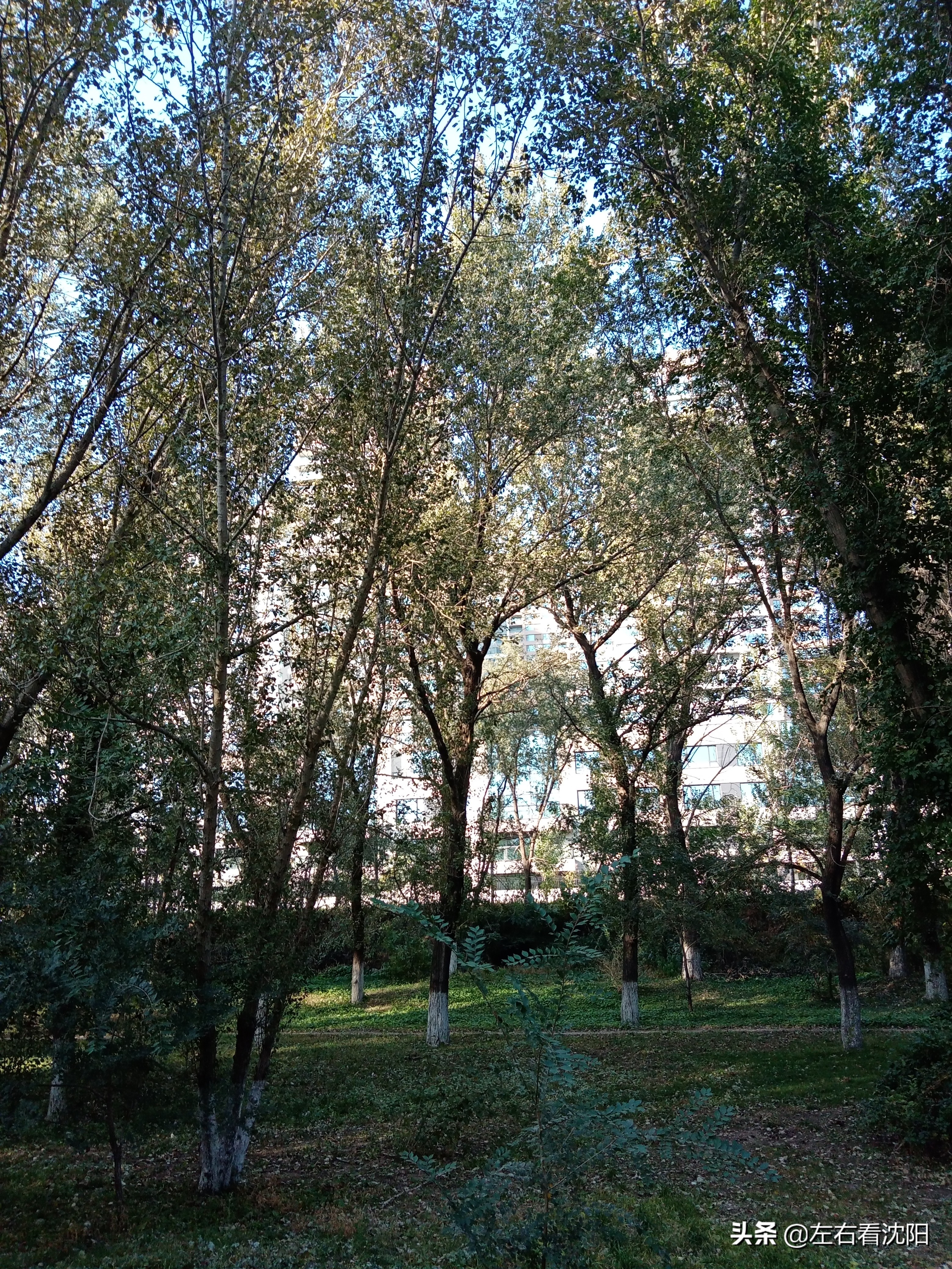 沈阳沈水湾公园看日出,沈阳浑河看海的地方