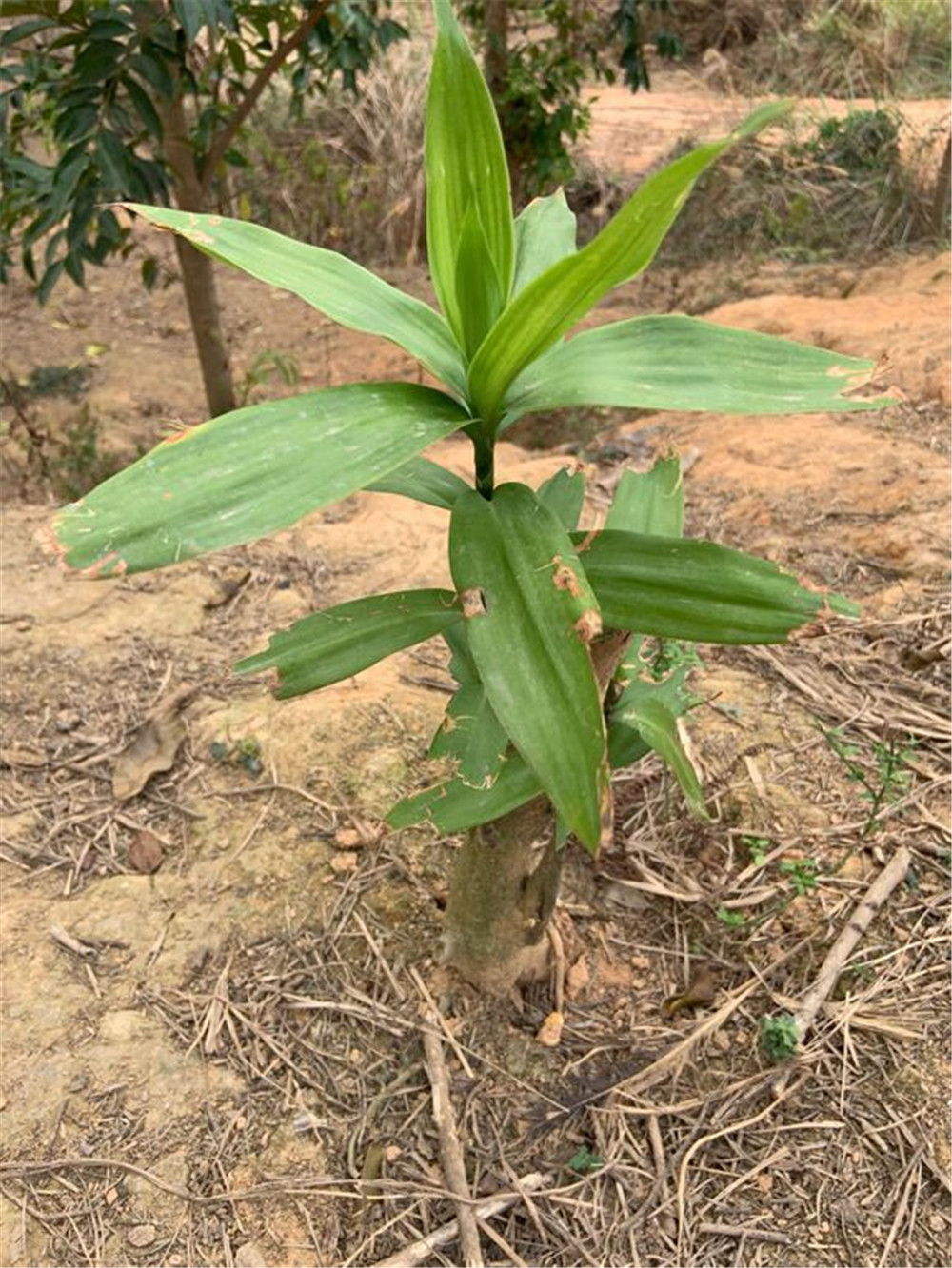 富贵竹叶子干尖黄叶怎么办,富贵竹叶子发黄可以剪根吗