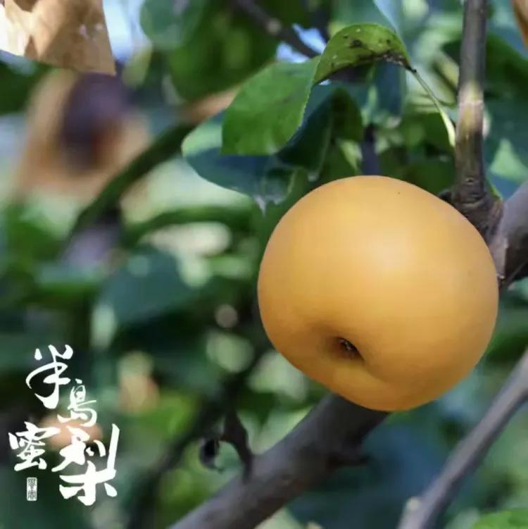 丰水梨和秋月梨哪个贵一点,丰水梨和秋月梨炖冰糖哪个好