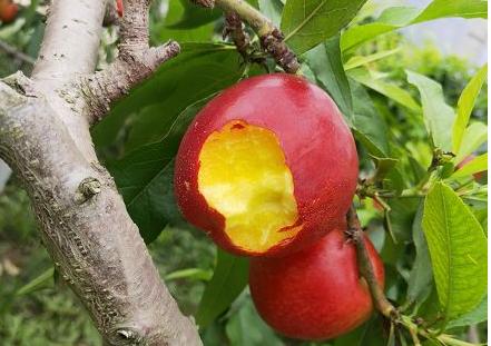 油桃最新价格,油桃多少钱一斤亩产多少