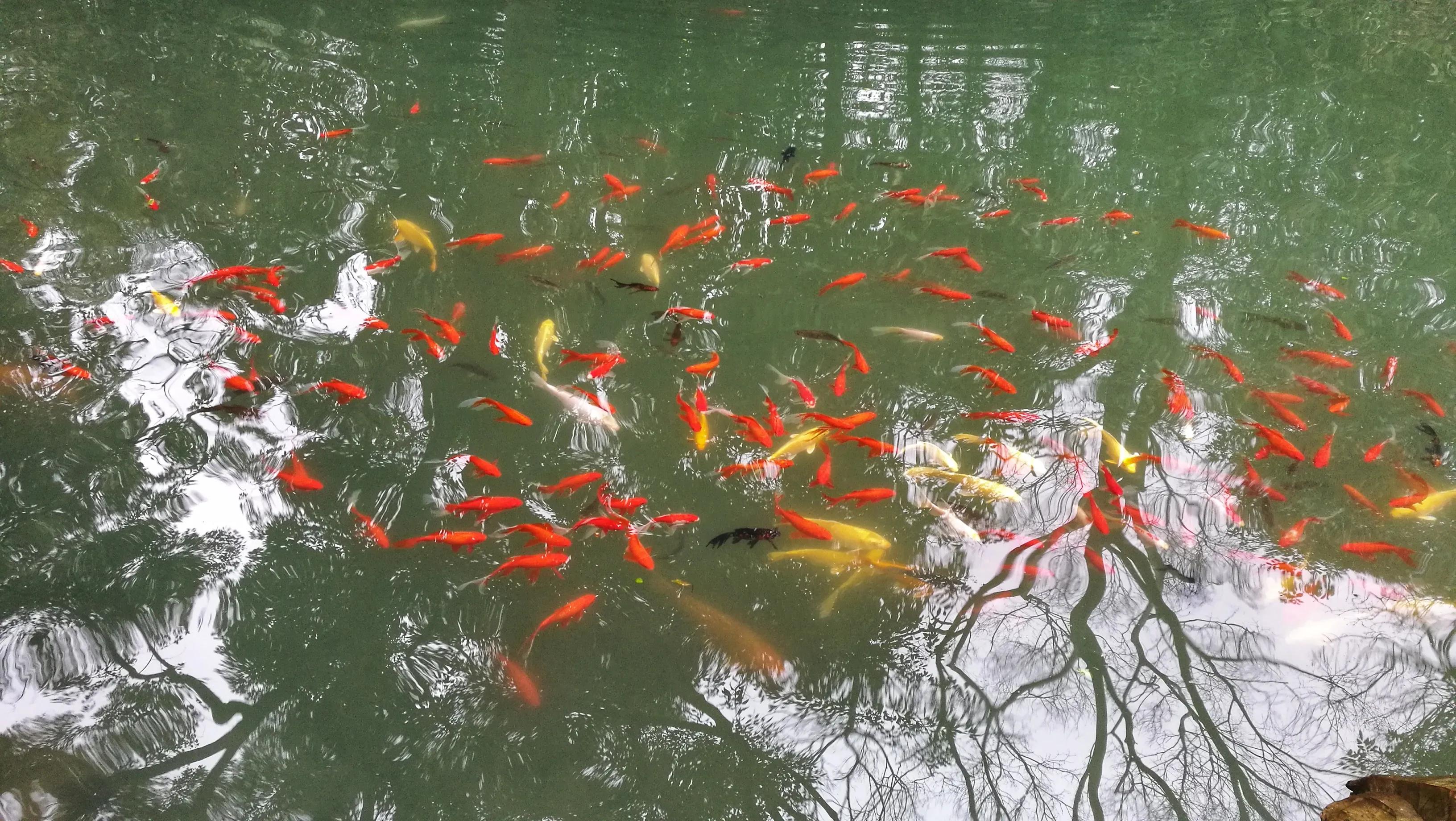 兰亭序在兰亭表演,兰亭序兰亭的写法