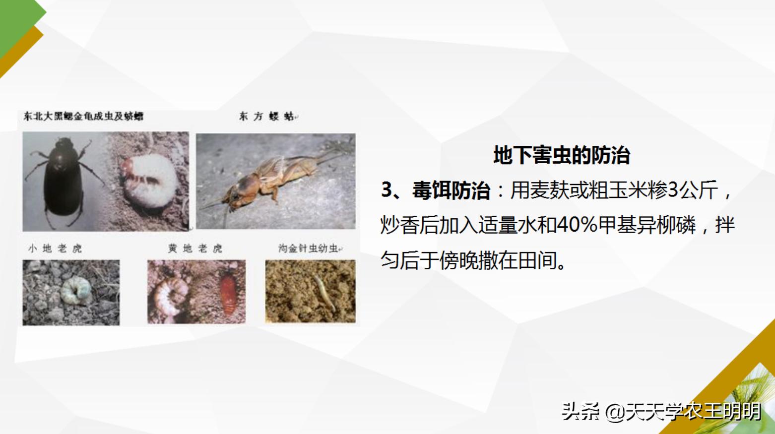 小麦虫害防治指南,小麦虫害的预防与防治