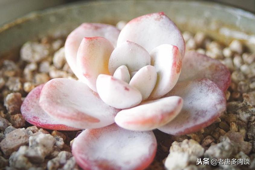 多肉植物为什么会烂,多肉植物为啥越养杆子越细