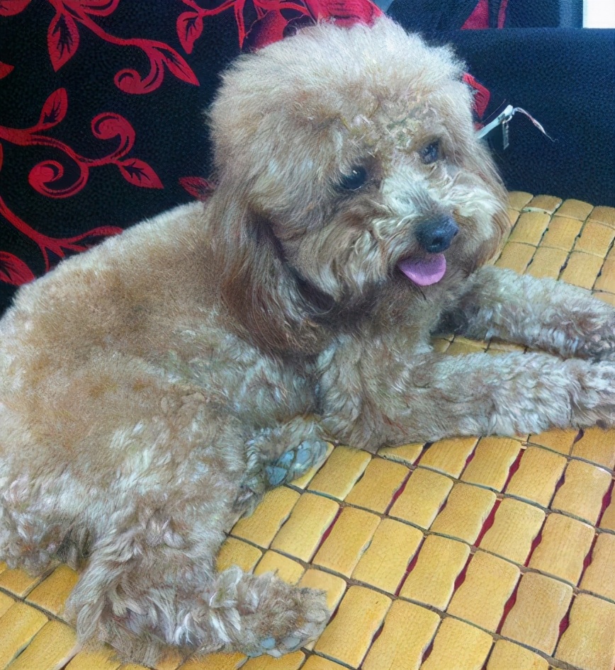 泰迪犬毛褪色怎么办,泰迪狗褪色是怎么回事