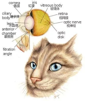 猫咪眼头发红肿大怎么回事,猫咪眼睛红肿睁开眼怎么治疗