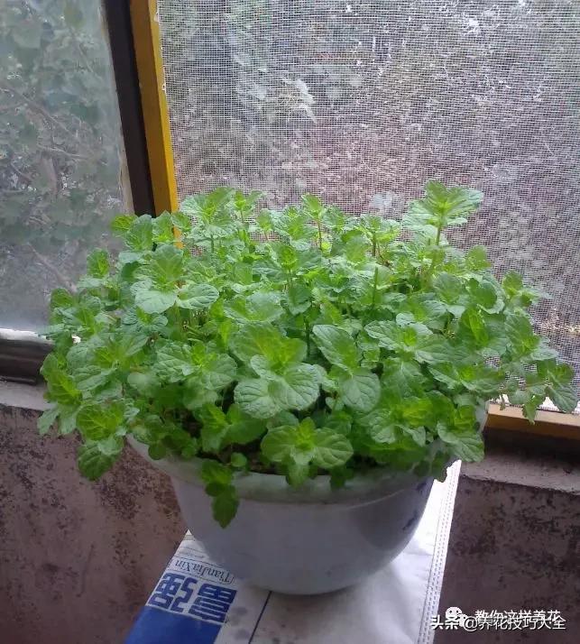 绿萝铜钱草家庭养殖,绿萝发财树黄叶子怎么办呢