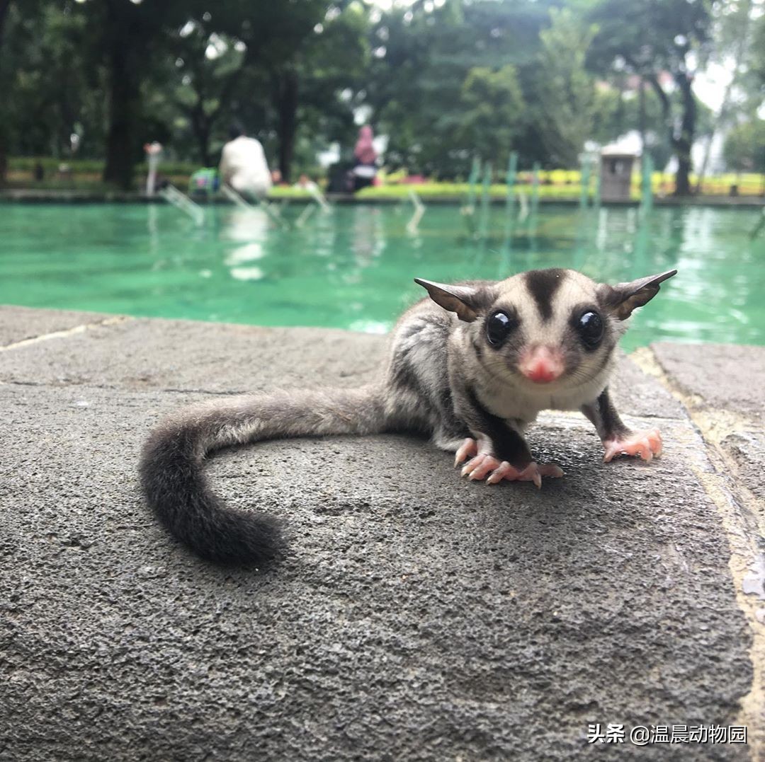 蜜袋鼯脏不脏,小蜜袋鼯可以洗澡吗