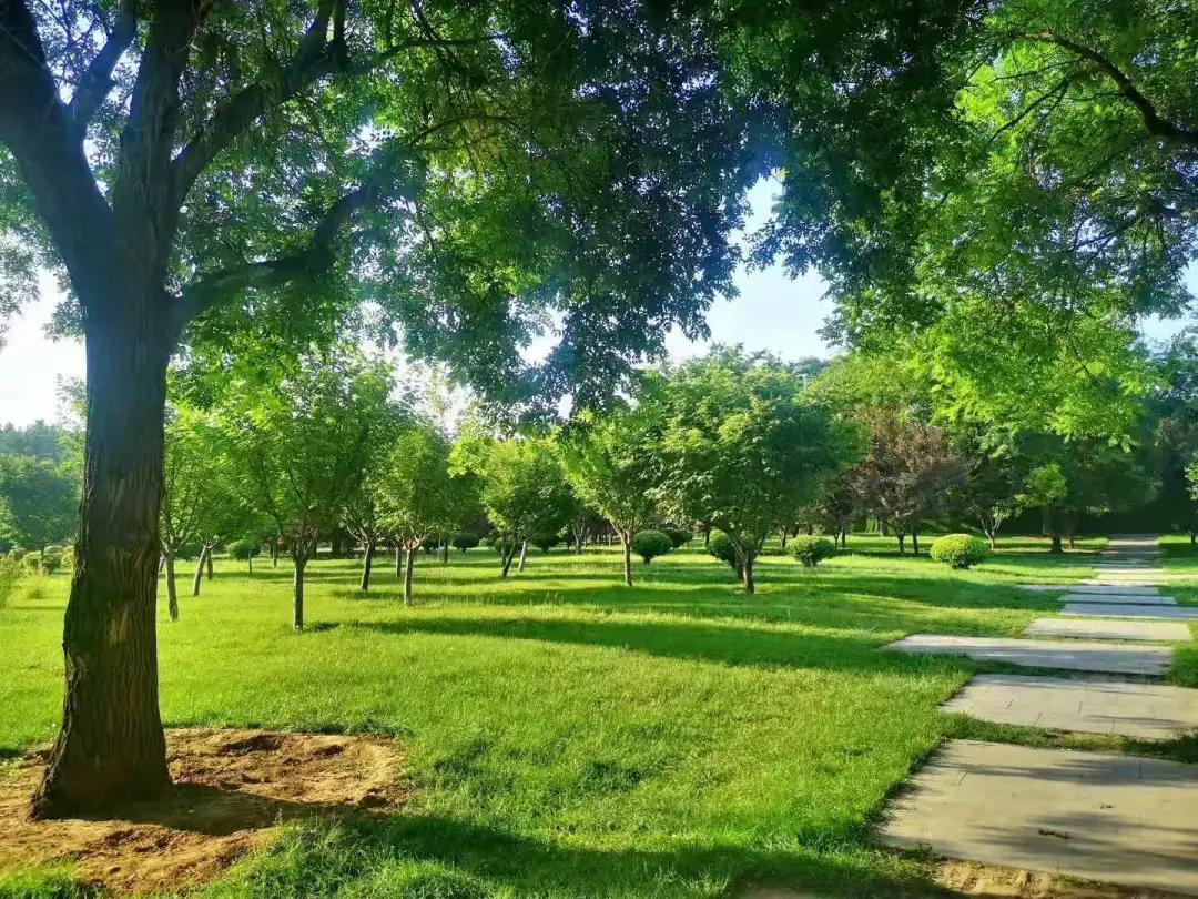 故乡的蝉鸣声,故乡的蝉完整版