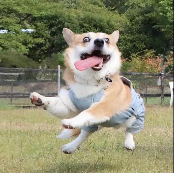 柯基犬的10个优点不养你会后悔,盘点柯基犬的缺点养之前得先知道