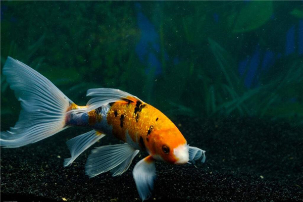 如何养殖锦鲤小鱼苗,川江锦鲤养殖