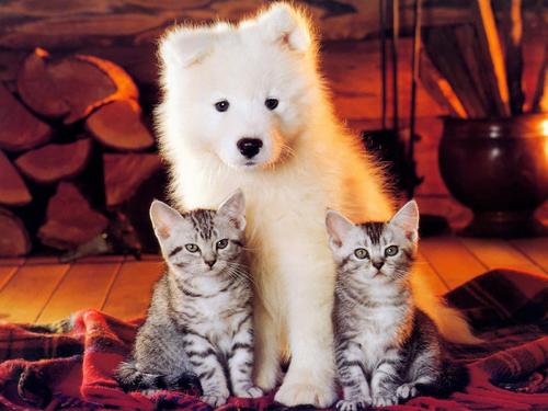 狗狗总是喜欢舔人怎么回事,狗狗总喜欢舔主人的手是咋回事