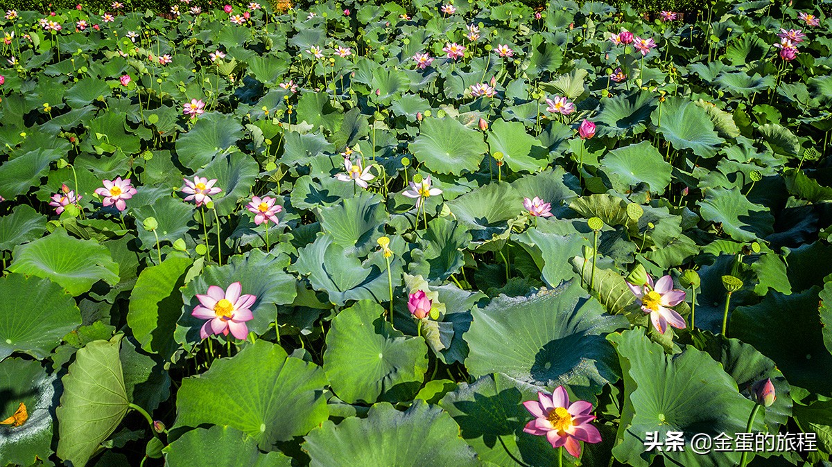 全国最大的荷花养殖基地,中国最大荷花园