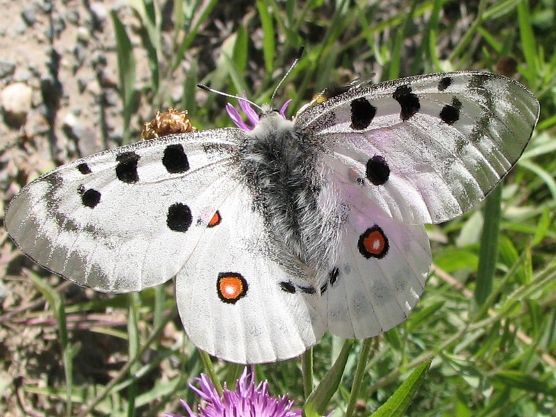 世界上的各种蝴蝶,为什么世界上有五彩斑斓的蝴蝶
