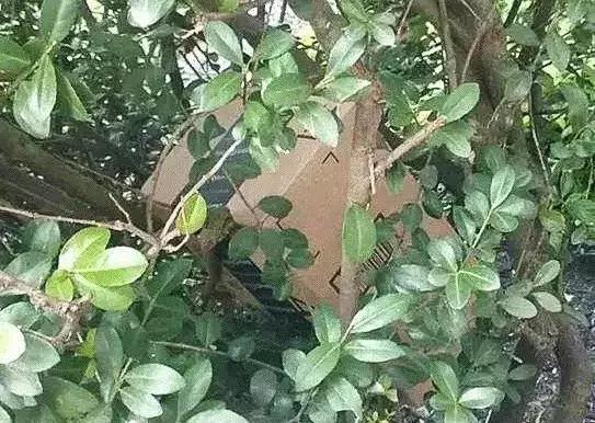 中国可以给外国寄快递吗,中国怎么给外国寄快递