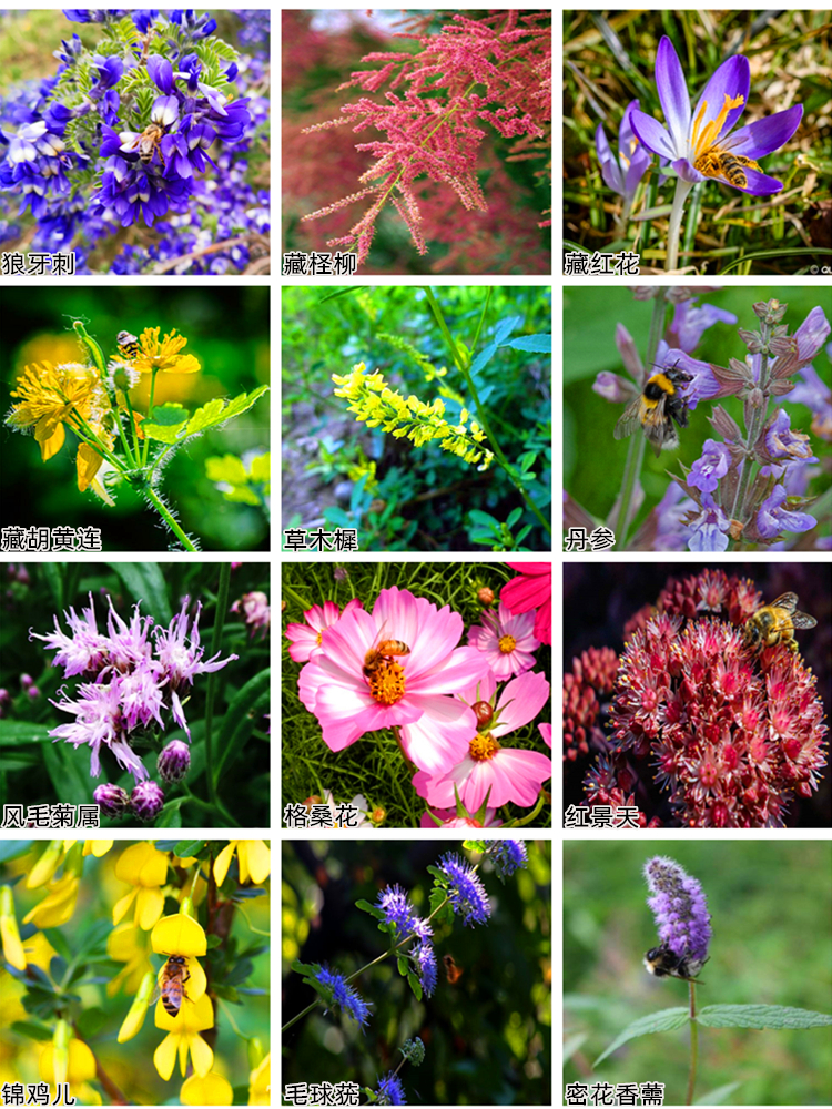 农村大爷深山养蜂创业,老汉深山养蜂年赚16万元