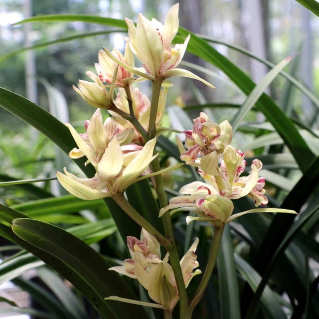 建兰富山奇蝶怎么不开花,富山奇蝶兰好养吗