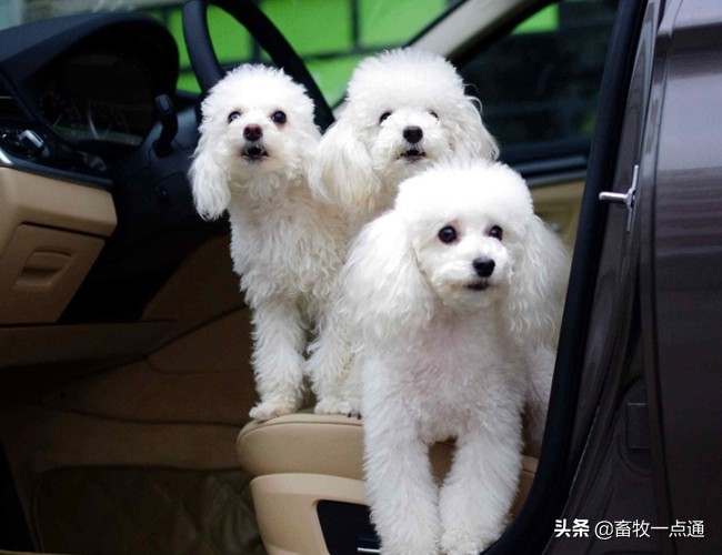 教狗狗装死怎么教,怎么教狗狗装死的动作