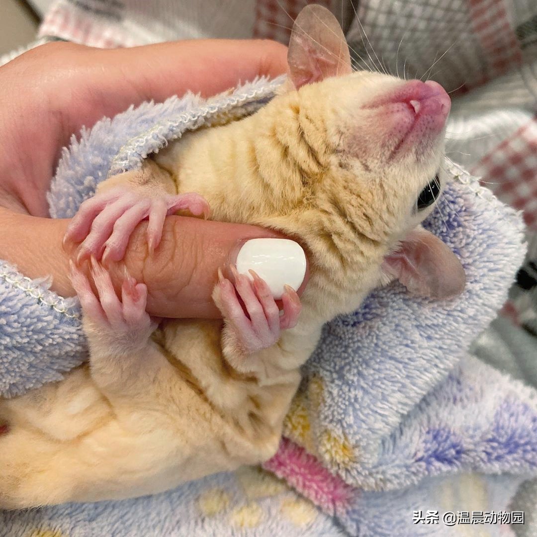 怎么看蜜袋鼯性格好不好,蜜袋鼯皮毛颜色