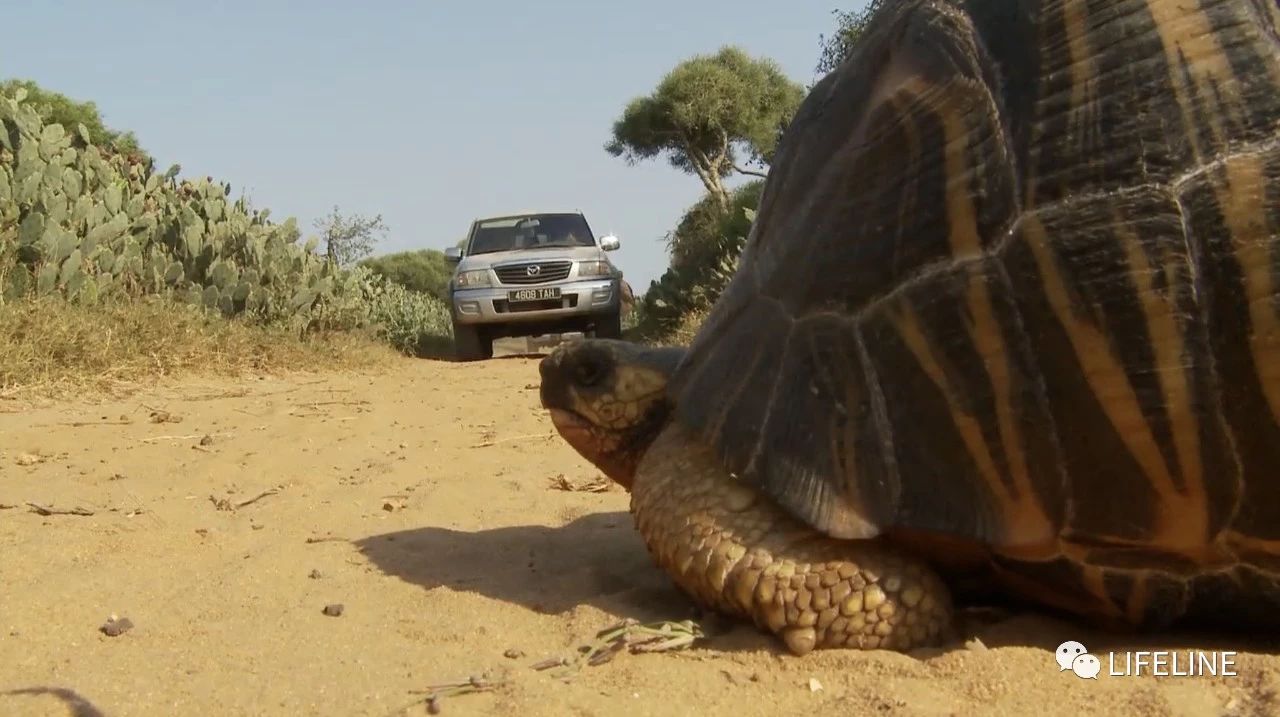 龟中“考拉”，请别让我们的孩子在博物馆见到它们...